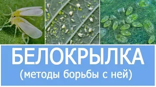 БЕЛОКРЫЛКА И МЕТОДЫ БОРЬБЫ С НЕЙ