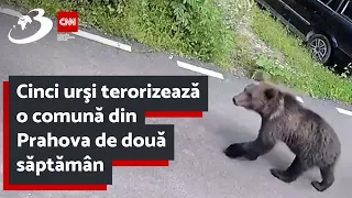 Cinci urşi terorizează o comună din Prahova de două săptămâni.