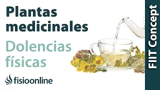 ¿Cómo utilizar las plantas medicinales sobre los problemas de espalda, articulares y musculares?