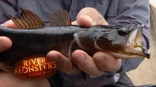 A Familiar Stranger | River Monsters