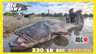 Big 230 lb monster catfish over 8 foot by Catfish World