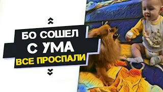 Наша собака сошла с ума | Дамир начал ползать на четвереньках #VLOG