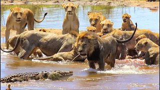 Male Lion Vs Crocodile Trying To Steal Kill From Pride