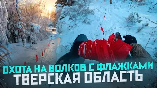 Охота на волков с флажками в Тверской области