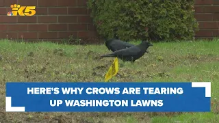 Here's the reason crows are tearing up Washington lawns