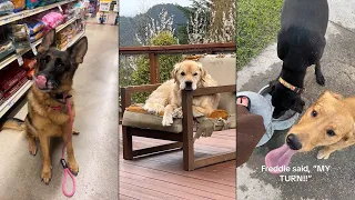 Dogs Doing Funny Things 😂 Best of October 2023 Part 2