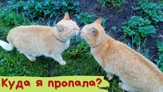 Куда я пропала? Отчитываюсь!