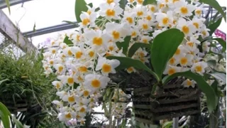 красивая орхидея ( beautiful Orchid )