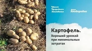 Картофель. Хороший урожай при минимальных затратах