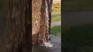 Montenegro's Gushing Water Tree | Water Fall from Tree | Shorts