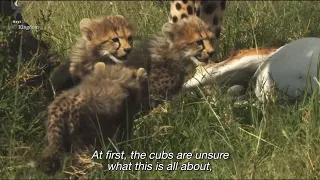 Cheetah mom teaches cubs how to eat meat for the first time | The way of the Cheetah