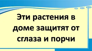 Эти растения в доме защитят от сглаза и порчи