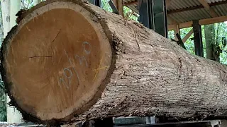 proses pembuatan balok blandar kayu jati bahan rumah panjang 6 meteran.untuk ekspor ke india