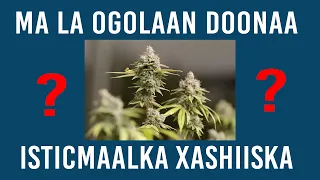 Isticmaalka xashiishka oo Ohio laga ogolaan doono hadii la meel mariyo sharcigaan