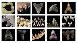 Why are Fossil Shark Skeletons So Rare?