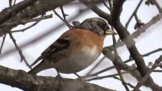 Music.Nature.UA.Одещина Відео Фото Полювання.Фотоохота. Птахи.Вюрок.