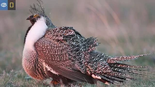Mating Dance of Sage Grouse in Montana | Virtual Expeditions | Lindblad Expeditions