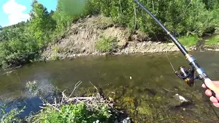 Дикий ХАРИУС выпрыгивает из воды/ РЫБАЛКА В Тайге/ Эта речка ЗАБИТА Рыбой!!!