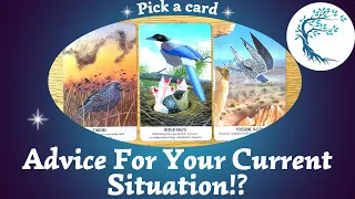Advice For Your Current Situation!? 🙌🌱🌼⎜Pick a card⎜🃏Timeless reading