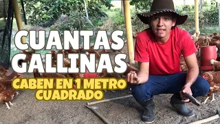 Hablemos de gallinas "Cantidad de gallinas por metro cuadrado" (Hy-Line Brown #23)