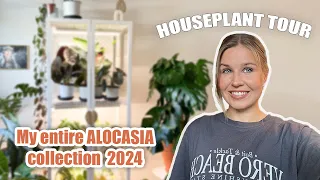 Houseplant Tour 2024 | My Entire Alocasia Collection