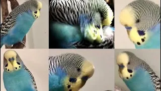 Talking budgie compilation - non stop bird talk