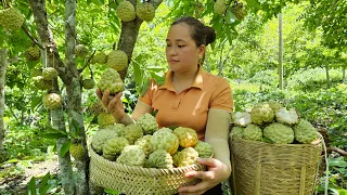 Harvesting Custard Apple Goes to the market sell - Make garden whith boy - Lý Thị Ca