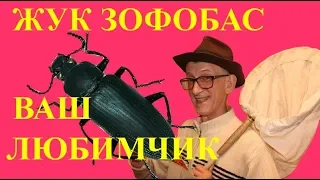 Как Разводить Жука Зофобаса или Зофобуса? Кратко, Ясно и Понятно.