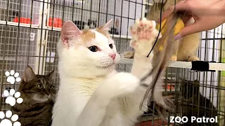 Cute Cats Have The Most Special Relationship With Their Owner BFFs - Cute Cat Moments in CAT SHELTER