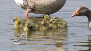 Greylag Geese & Goslings