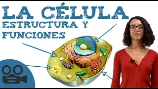 Qué es la célula: estructura y funciones