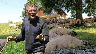 Zakupljuje tuđe livade i s ovcama zarađuje  novac