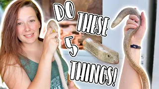 Improve Your European Legless Lizard (Sheltopusik) Care in 5 Easy Steps!