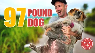 Saving A Morbidly Obese Street Dog