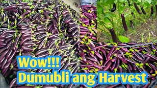 3rd Harvest ng Talong na Calixto F1 || Lalong Dumami