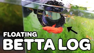 Floating Betta Log | Does it work?