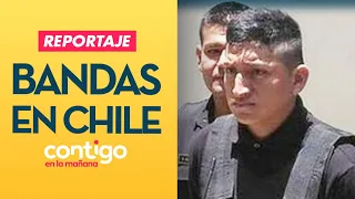 REPORTAJE | Bandas extranjeras en Chile: La lucha contra el crimen organizado - Contigo en la Mañana