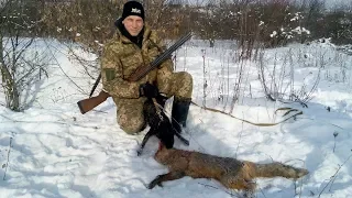 Охота с ягдтерьером, лиса в столбе ,Fox Hunt with Jagdterrier, a fox in a pole