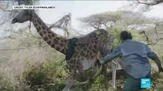 Kenya conservationists saved giraffe from flooded island