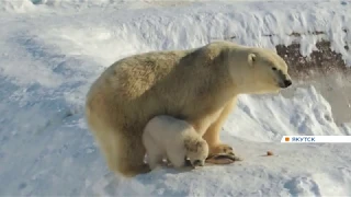 В якутском зоопарке родился белый медвежонок