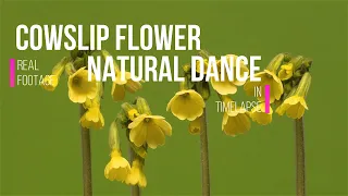 Cow Slip Flower I Cow slip DANCE motion recorded in time lapse video - Amazing flower dance to see