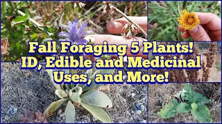 Five Plants to Forage in the Fall - Fall Root Foraging