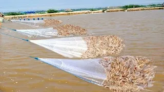 Everyone should watch this Fishermen's video - Vannamei Shrimp | Prawn Harvesting in the Ponds