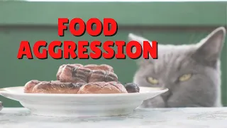 How To Help Food Aggression In Cats | Two Crazy Cat Ladies