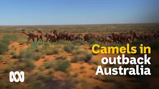 Outback camels: culls and carcasses or milk and meat? 🐪 | Meet the Ferals Ep 8 | ABC Australia