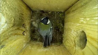 Большая синица ложится спать ( Parus major )