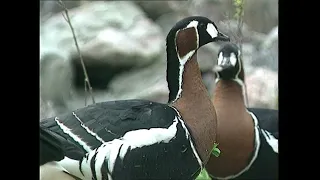 Казарка краснозобая – Branta ruficollis - Казарка червоновола - Red-breasted goose