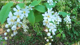 ВЕСЕННЕЕ ПЕНИЕ ДРОЗДОВ СОЗДАСТ ГАРМОНИЮ И ПОКОЙ В ДУШЕ.УСПОКАИВАЕТСЯ НЕРВНАЯ СИСТЕМА.