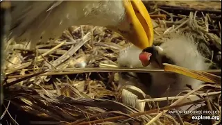 DNF and her treasures Explore Live Nature Cams Decorah Eagles - North Nest powered by EXPLORE.org