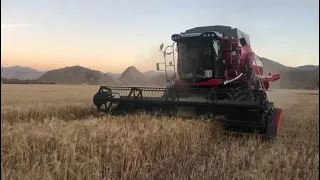 Massey Ferguson T5 Combine Harvesting 1